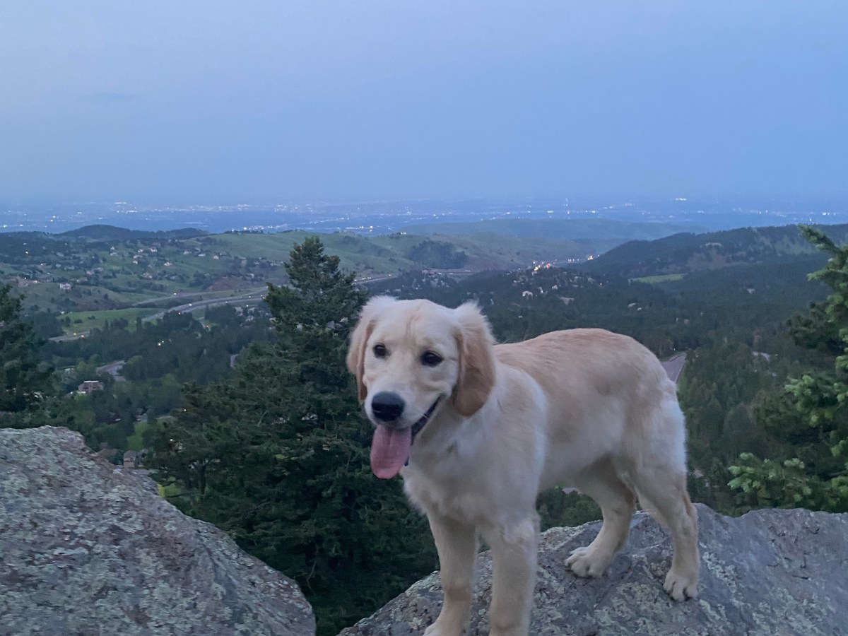 Becoming a Dog&nbsp;Mom